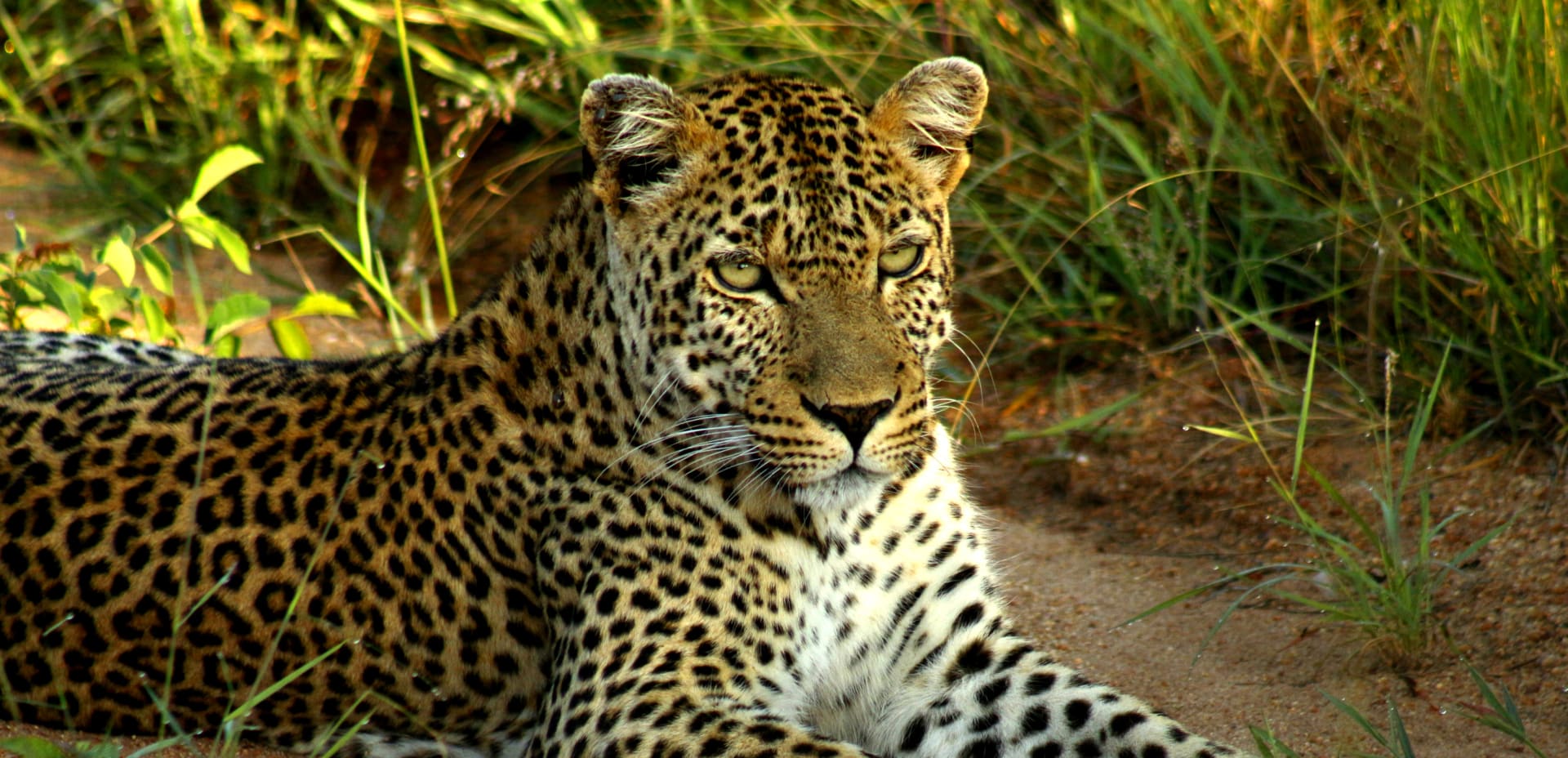 4-Day Private Kruger Safari