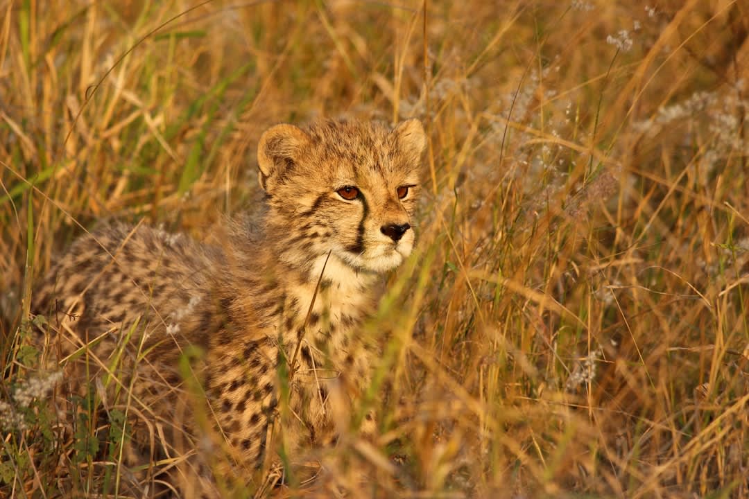 Busanga Plains