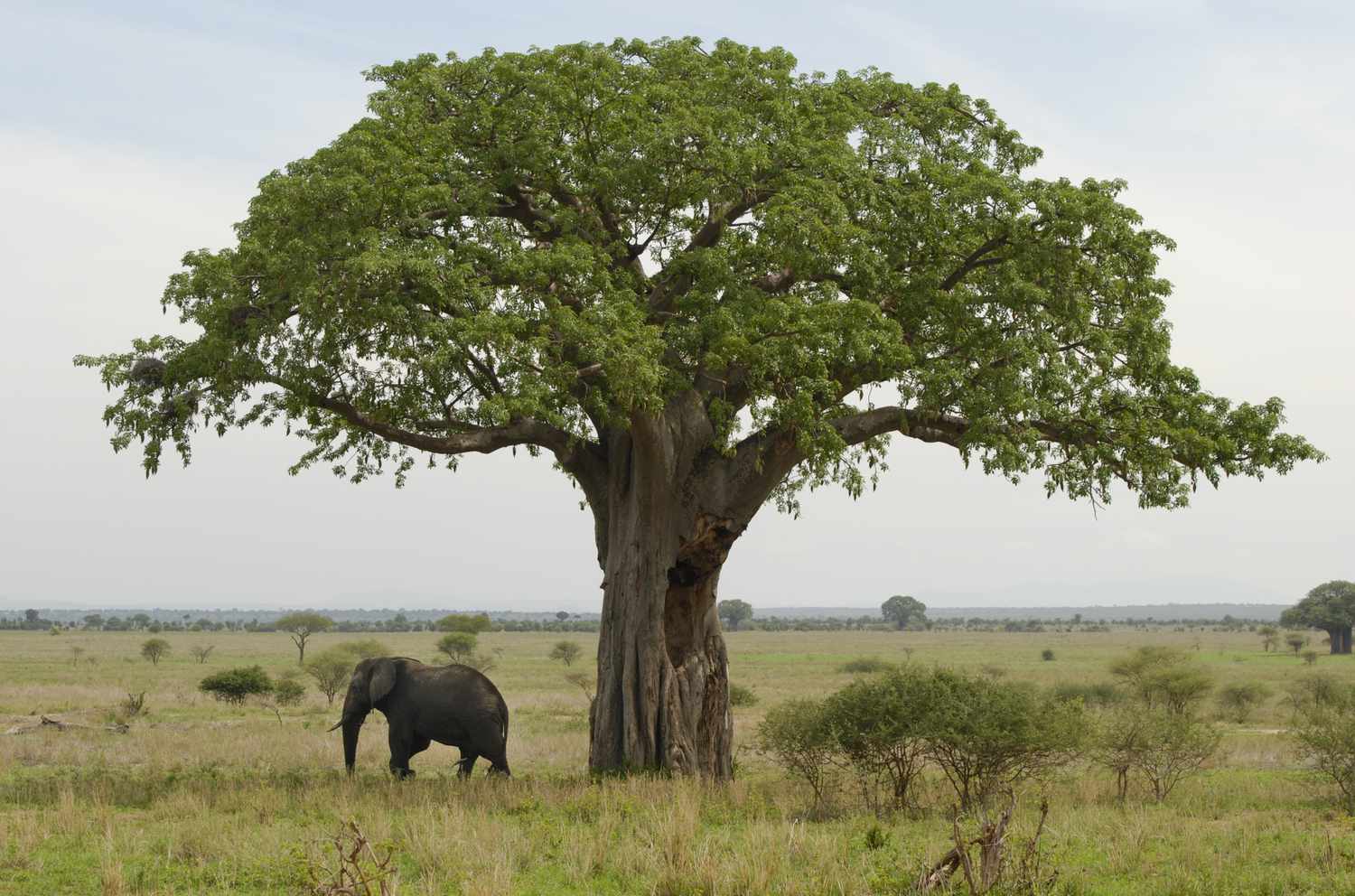 2-Day Tarangire, Ngorongoro Crater Group Joining Safari