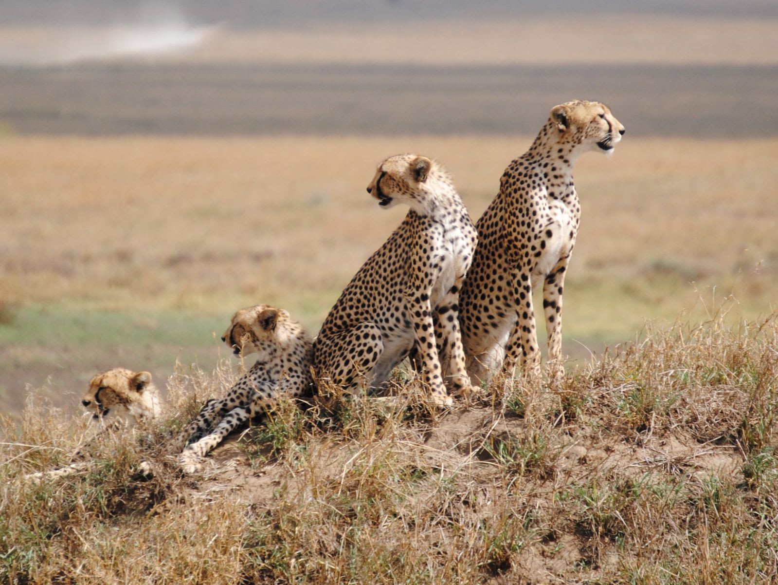 3-Day Tanzania Wildlife Private Safari: Serengeti & Ngorongoro Crater