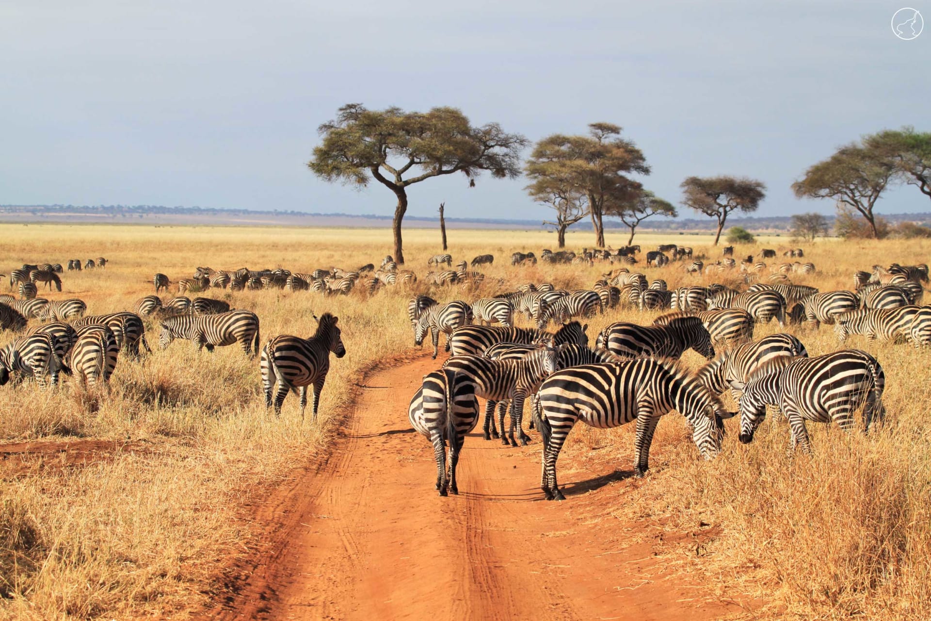 2-Day Tarangire and Ngorongoro Crater Safari