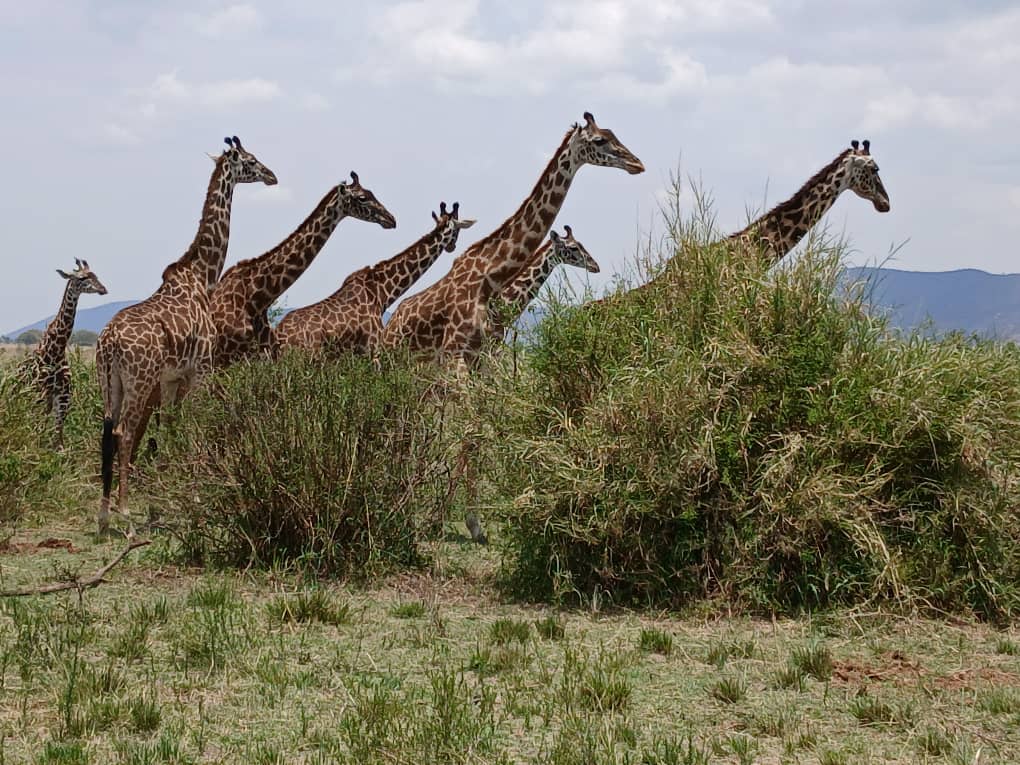 4-Day Arusha NP, Tarangire, Ngorongoro & Manyara Safari