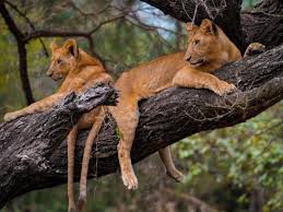 4-Day Lake Manyara, Serengeti & Ngorongoro Safari Adventure