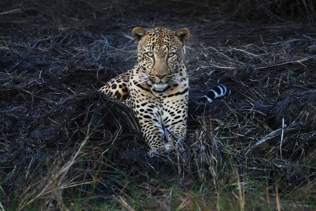 Kafue National Park
