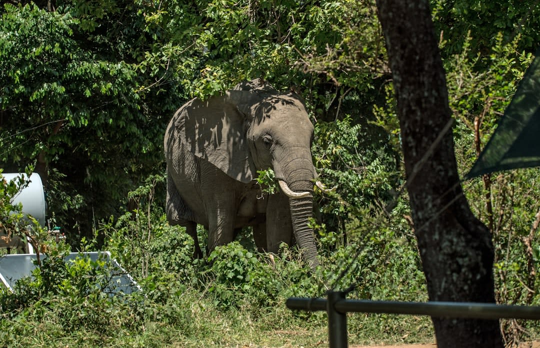 Ranomafana National Park