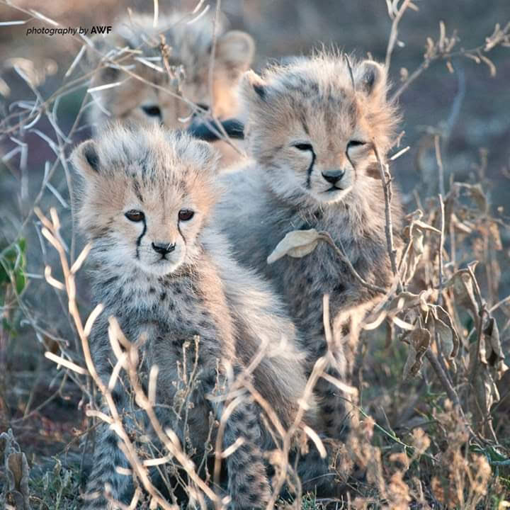 8-Day Safari Serenity-Kenya Classical Bush Exploration.