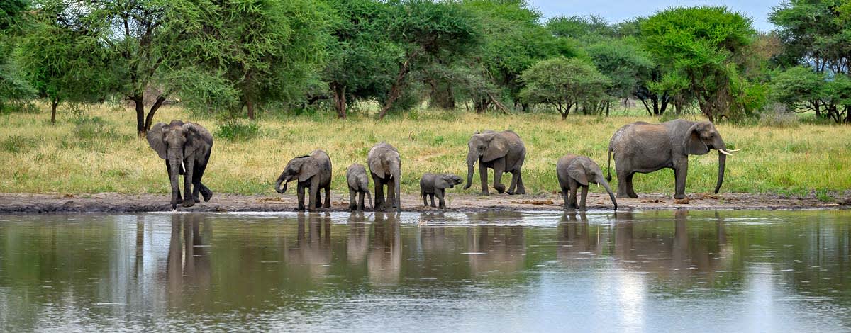 1-Day Trip to Tarangire National Park