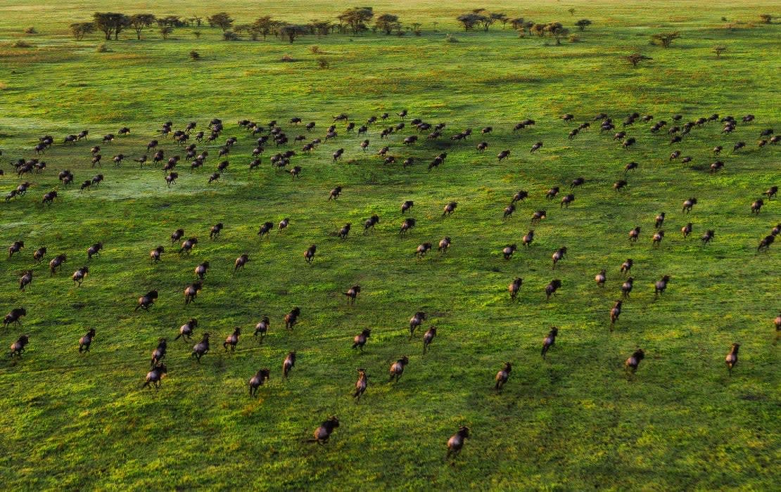 4-Day Drive-in, Drive-out Serengeti Safari