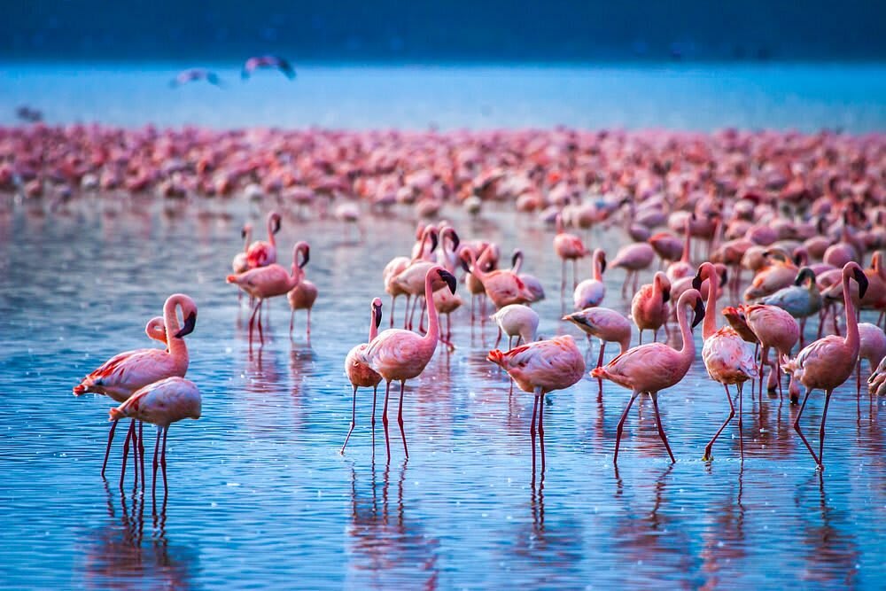 6-Day Southern Circuit Private Safari