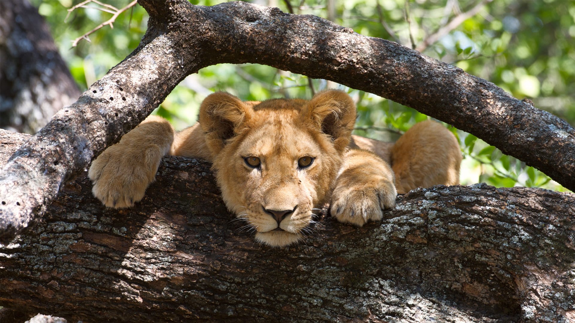8-Day Incredible Wildlife Safari