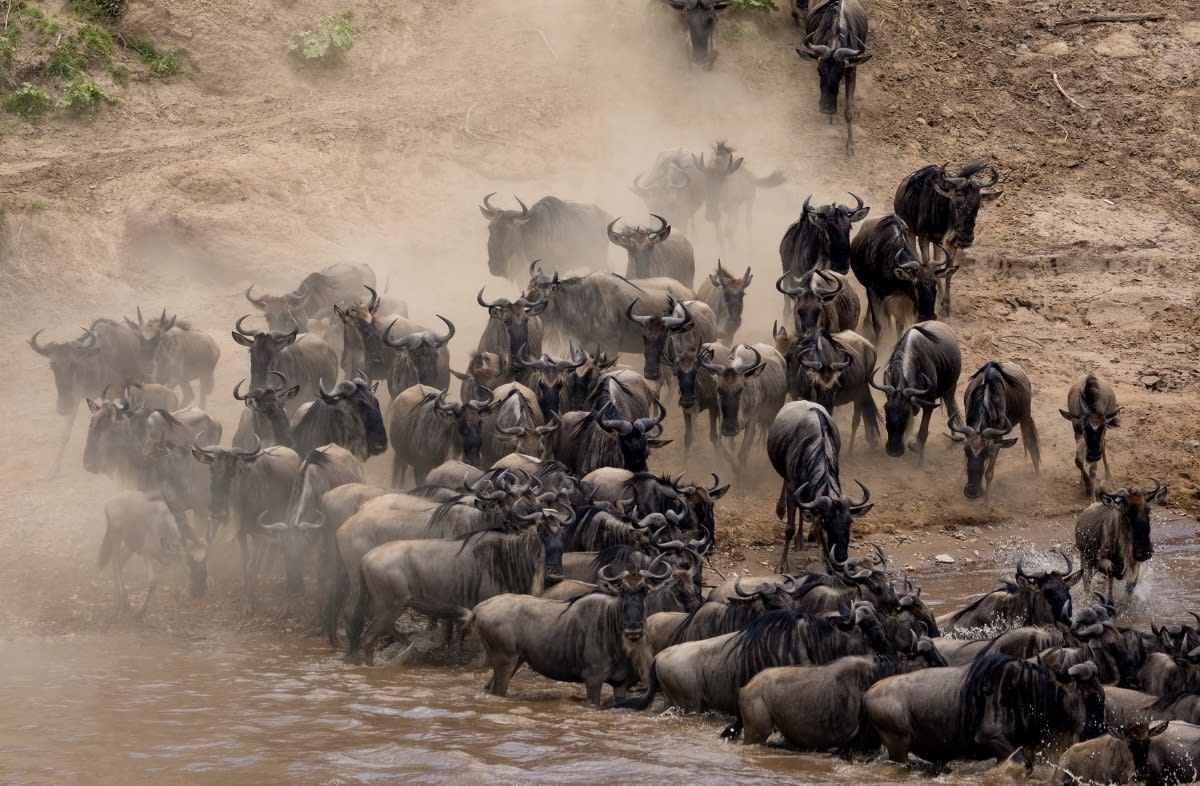4-Day LAKE NAKURU & MASAI MARA SAFARI