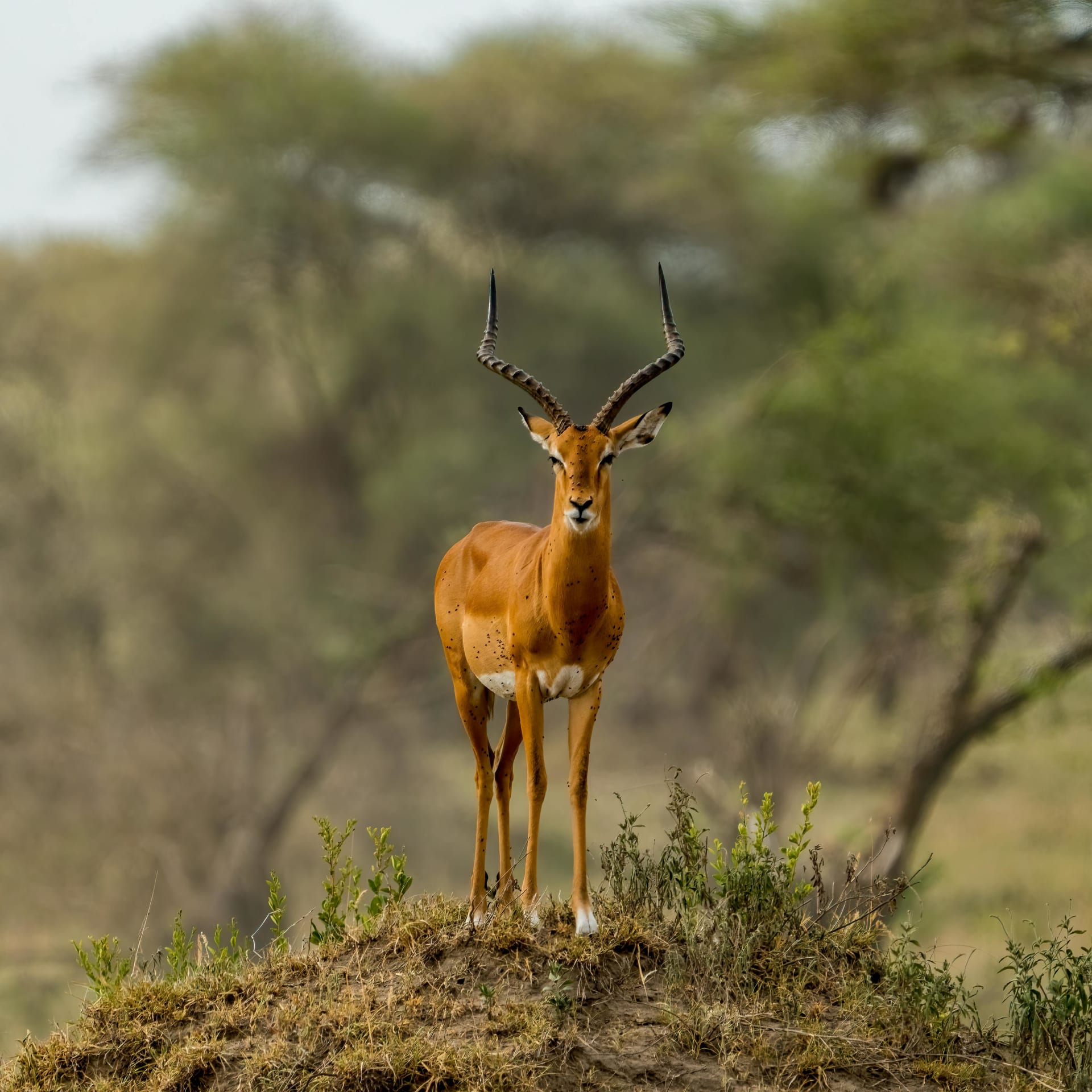 5-Day Ol Pejeta, Lake Nakuru & Maasai Mara Safari