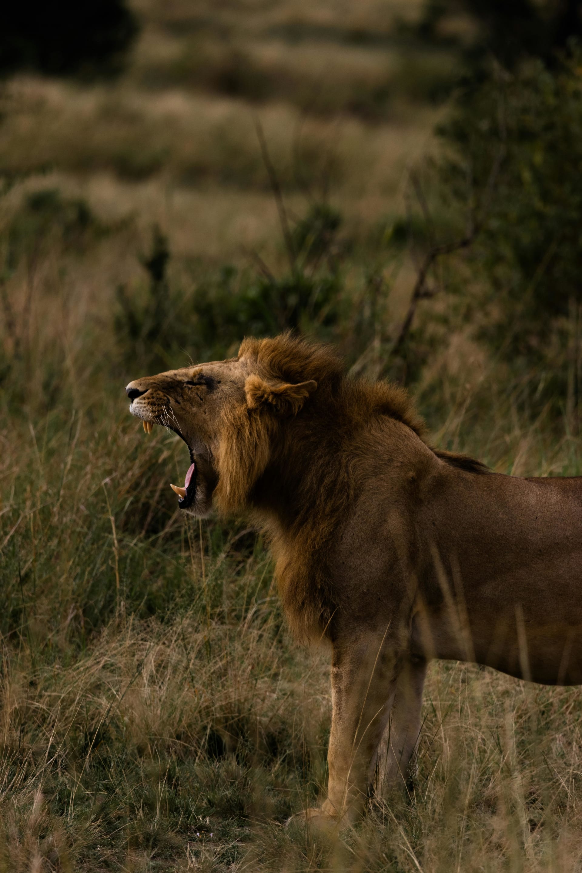 5-Day 5 Day Masai Mara, Lake Nakuru -Naivasha Group