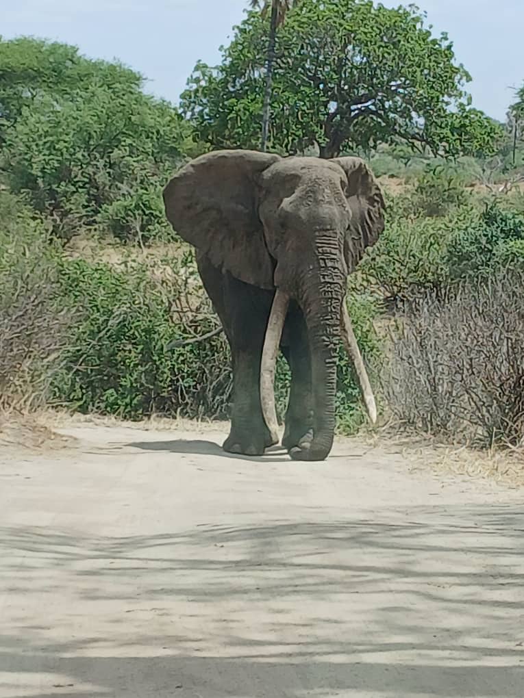 7-Day Big Five Safari Adventure in Tanzania