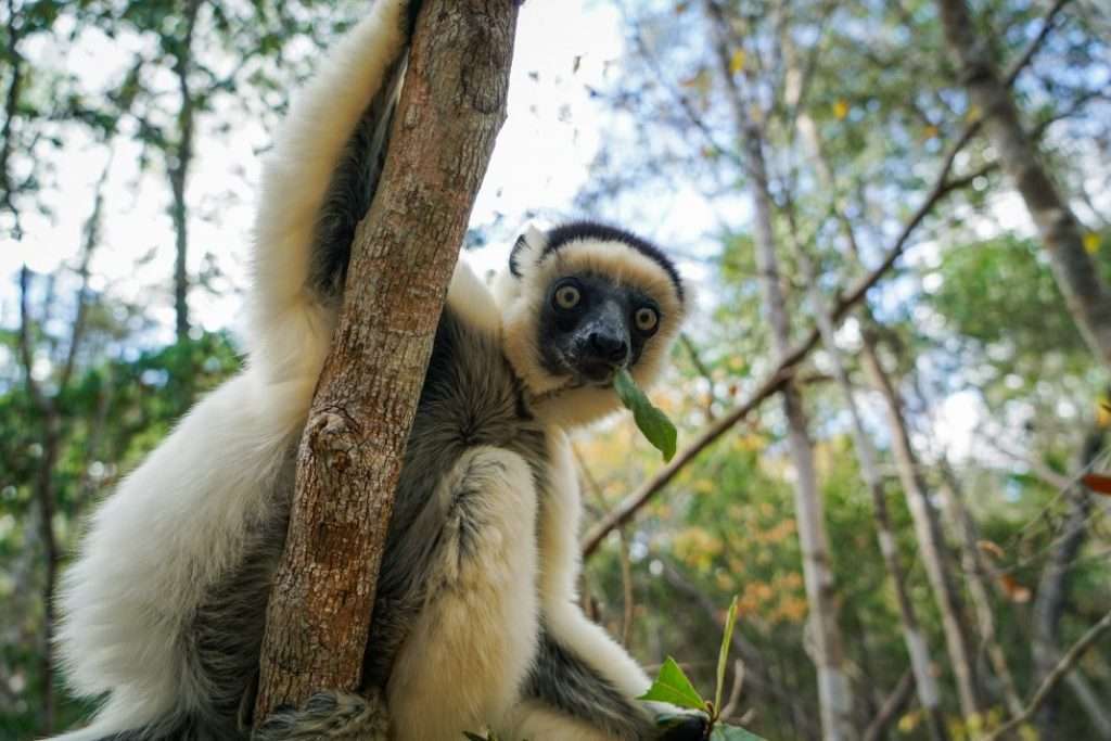 16-Day Madagascar in Depth