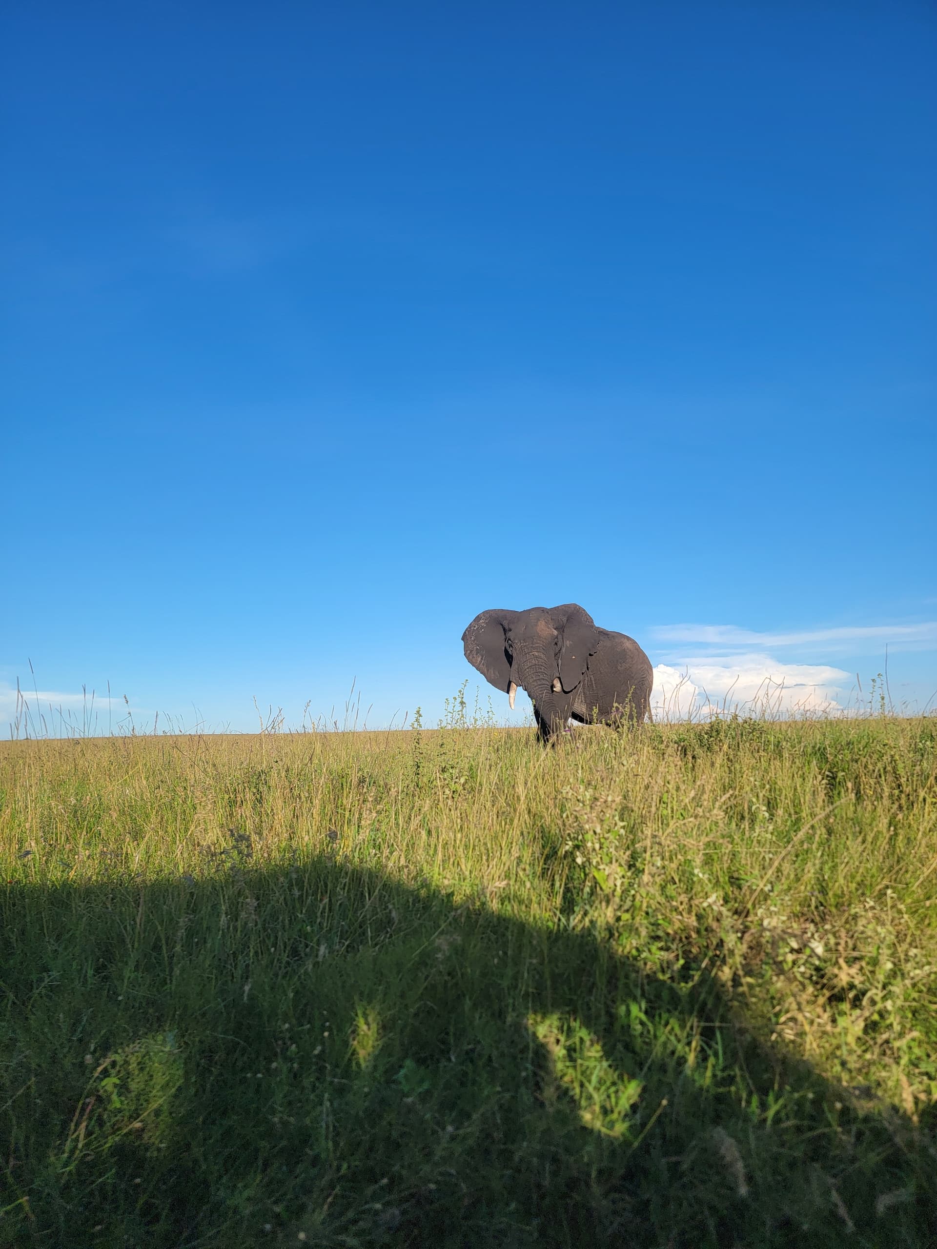 3-Day Serengeti Express Safari