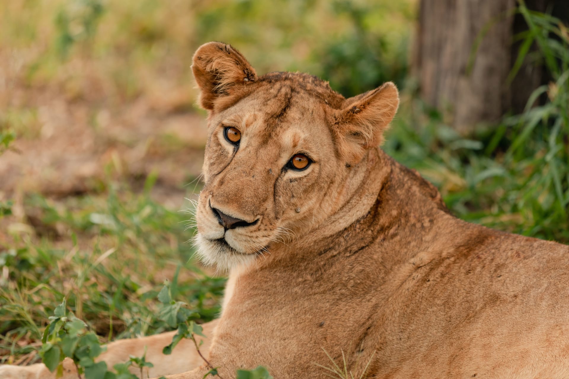 1-Day TARANGIRE NATIONAL PARK