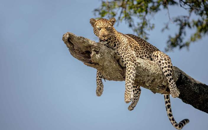 7-Day Northern Circuit Safari with Mid-Range Lodges