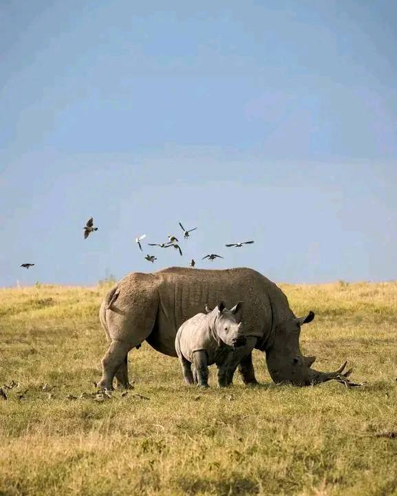 Vacanza rilassante di 3 giorni nel Parco Nazionale del Serengeti