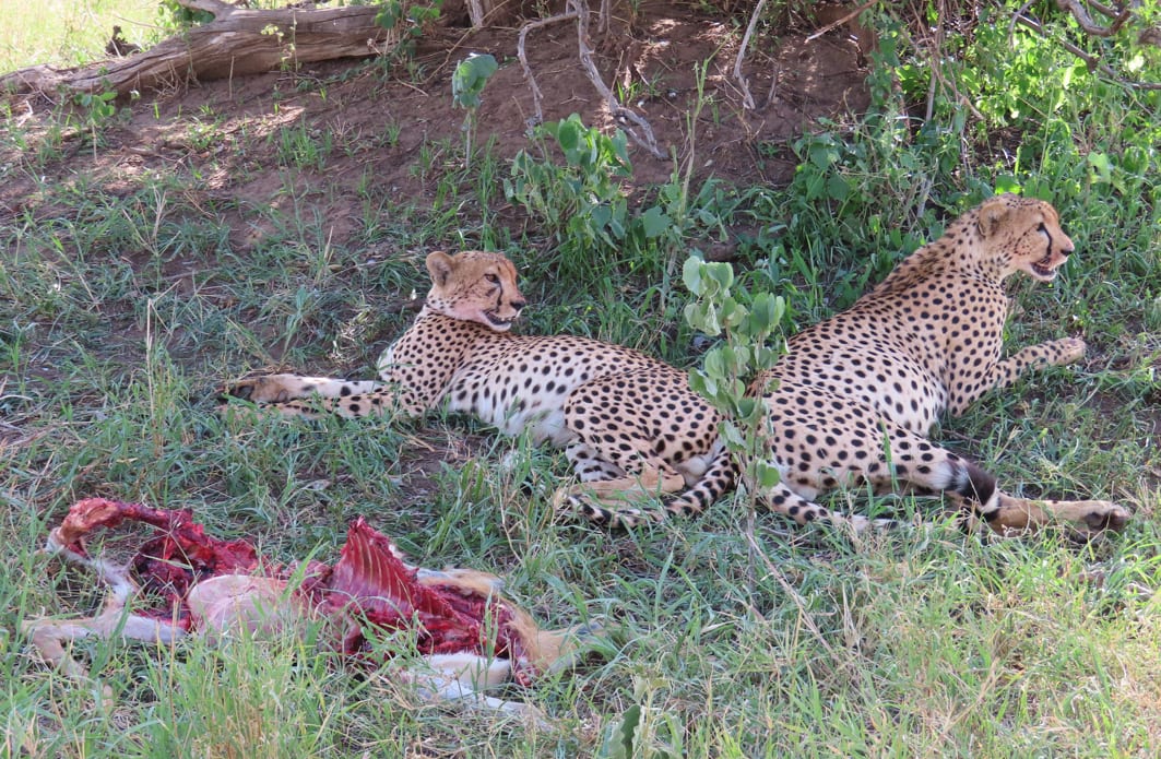 4-Day Discover Tanzania's Wildlife Paradise