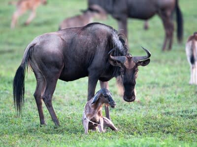 6-Day Best of Northern Tanzania Safari Adventure