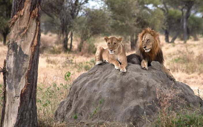 1-Day Ngorongoro Crater Day Trip – The World’s Greatest Natural Wildlife Arena