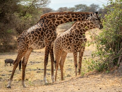 8-Day Ultimate Tanzania Honeymoon Safari