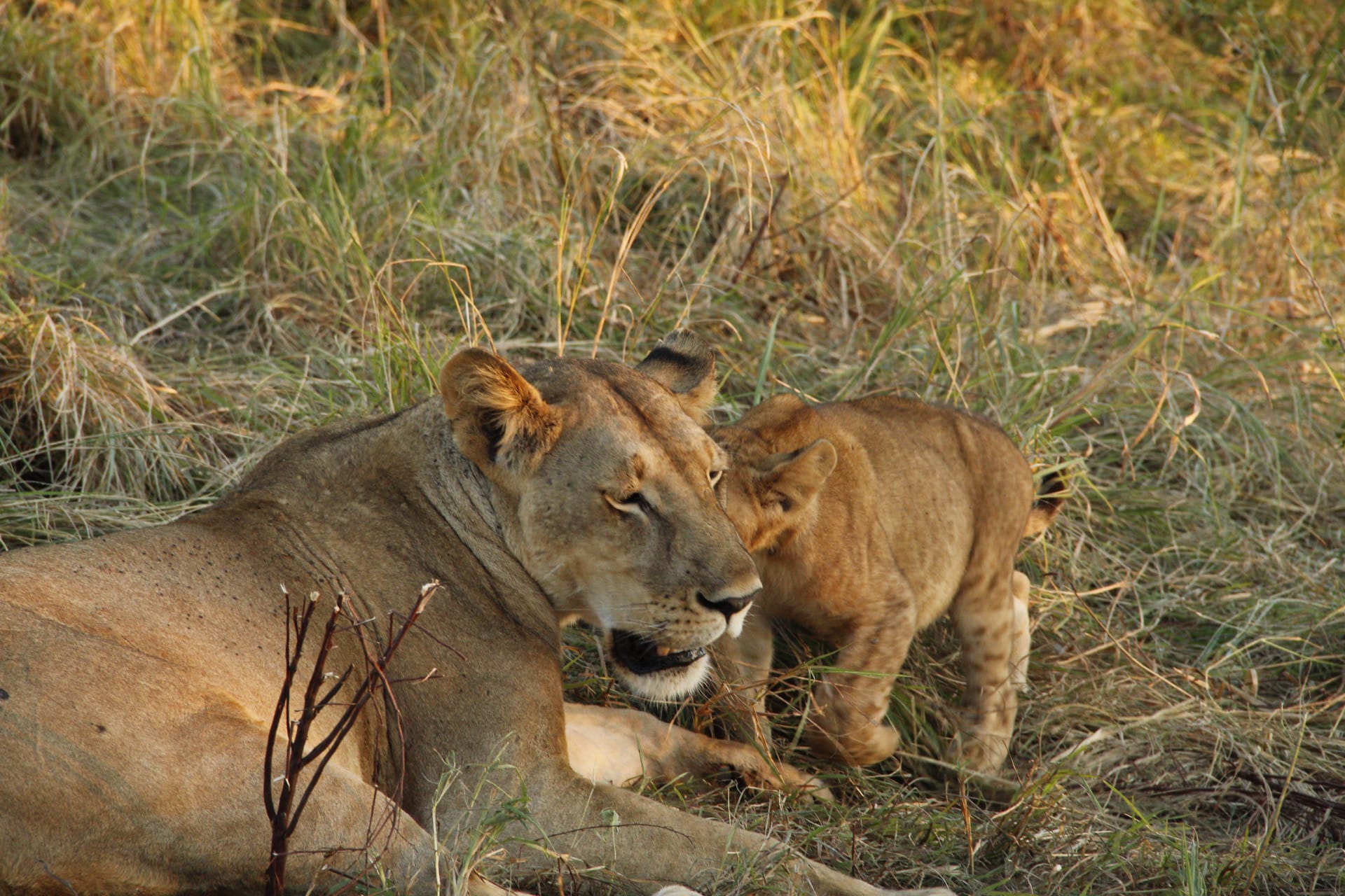 2-Day Day Nyerere Wildlife Safari with Boat & Walking Tour