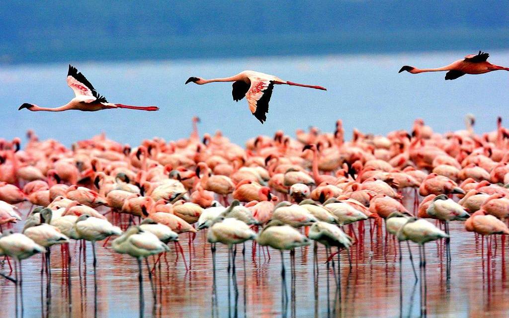 4-Day Big Five Safari – Serengeti & Ngorongoro Luxury Experience