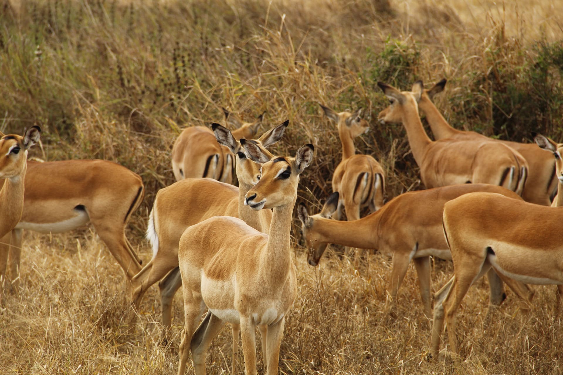 3-Day Mikumi Safari From Dar es salaam