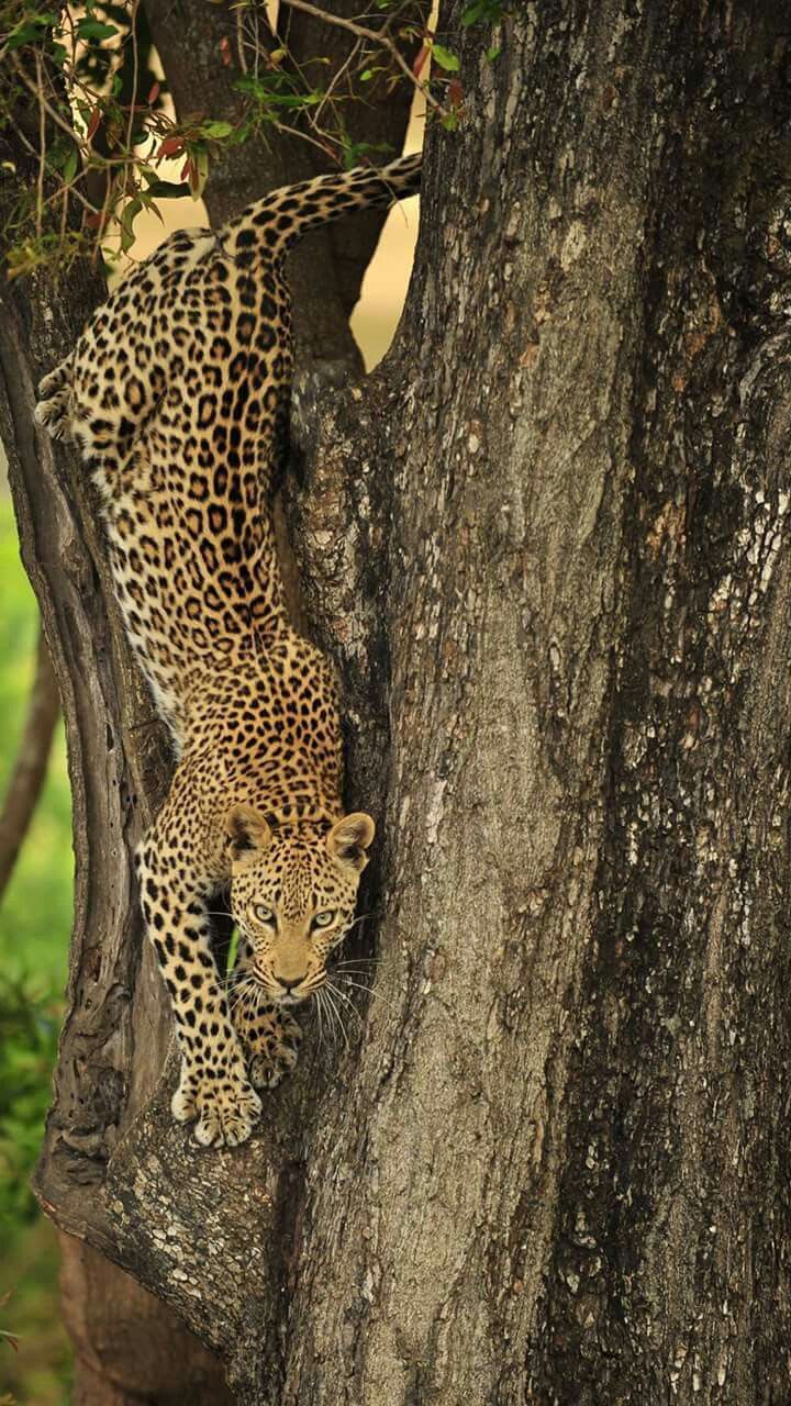 5-Day Tarangire, Ndutu to Central Serengeti & Ngorongoro