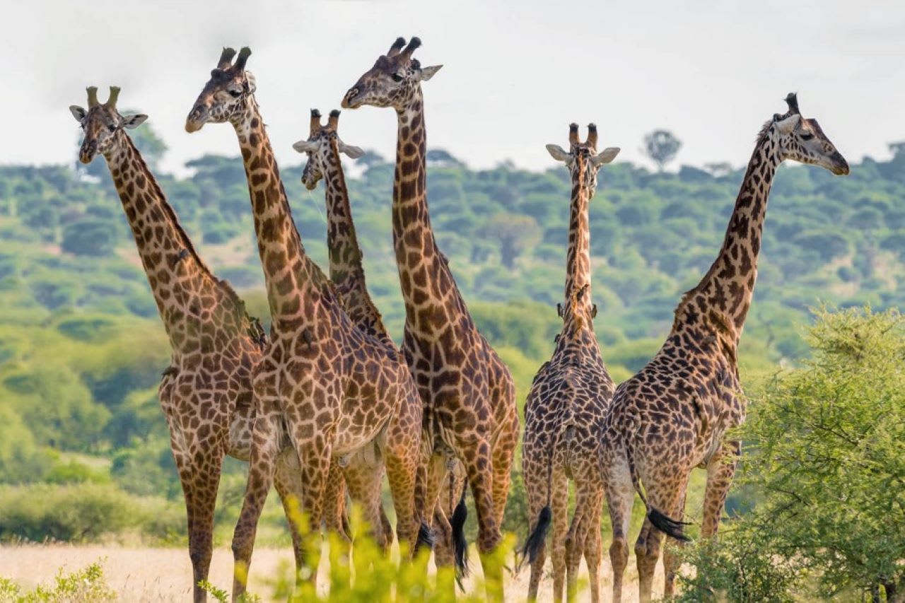 4-Day Wild Beauty , Explore the Icon Parks in Tanzania
