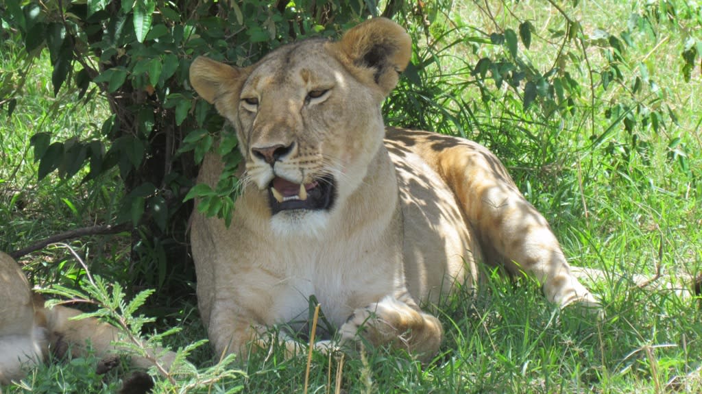3-Day Maasai mara