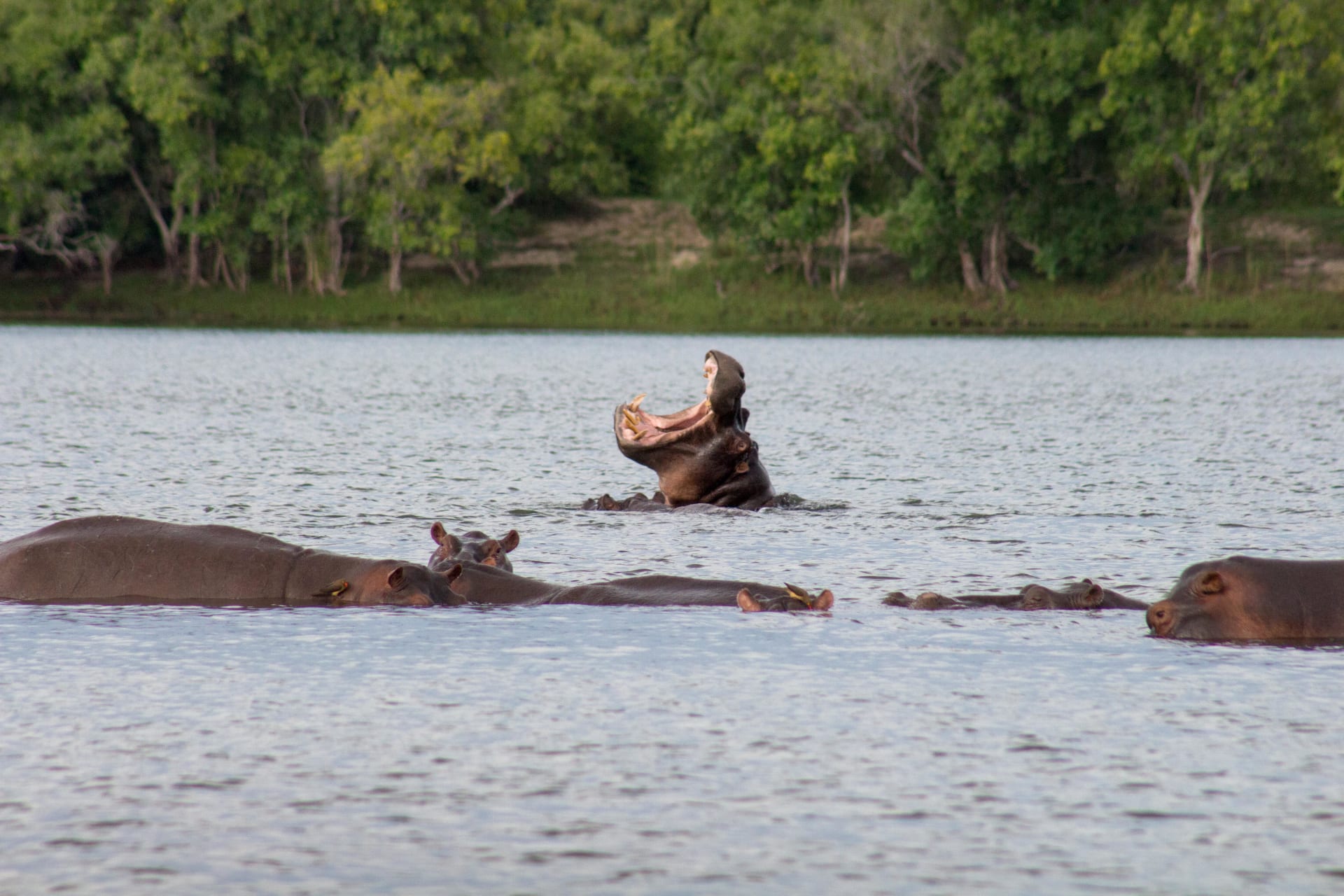 1-Day Chobe National Park Game Drive Safari + Boat Cruise