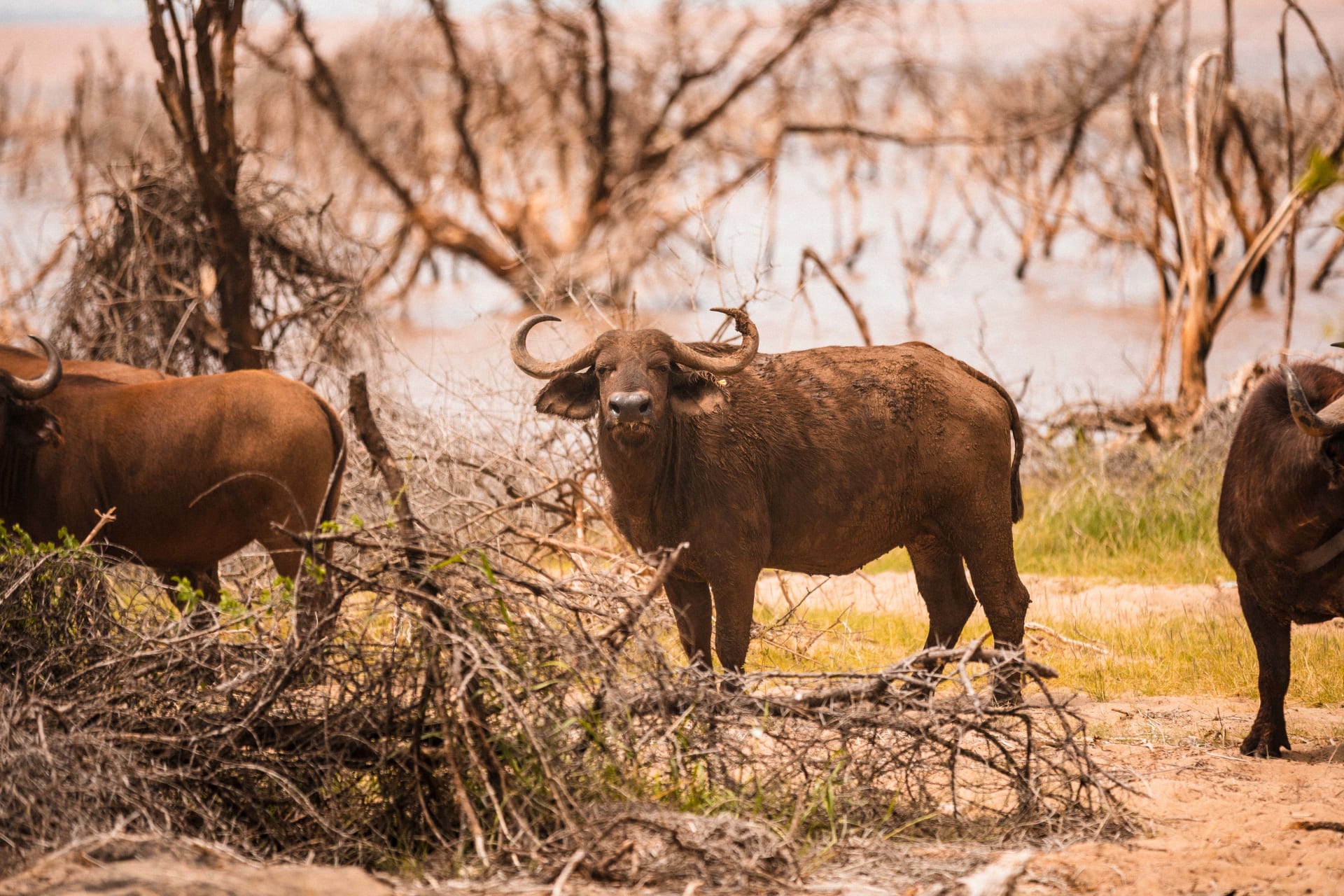 2-Day MBOGO SAFARIS