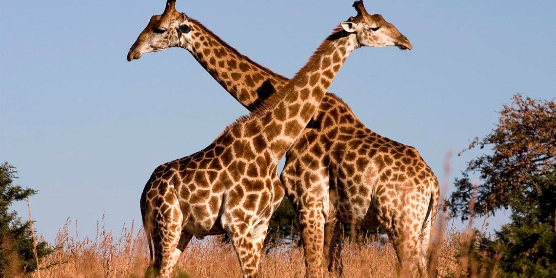 14-Day Discover Zimbabwe Safari