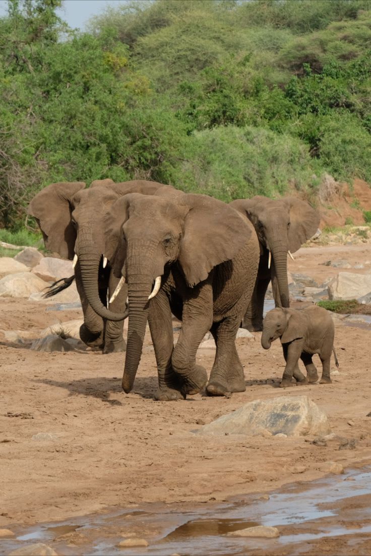 8-Day 8-Day Private Safari into the Wild Northern Circuit