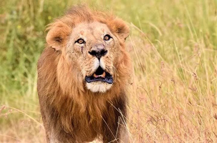 5-Day Tanzania Wildlife Safari