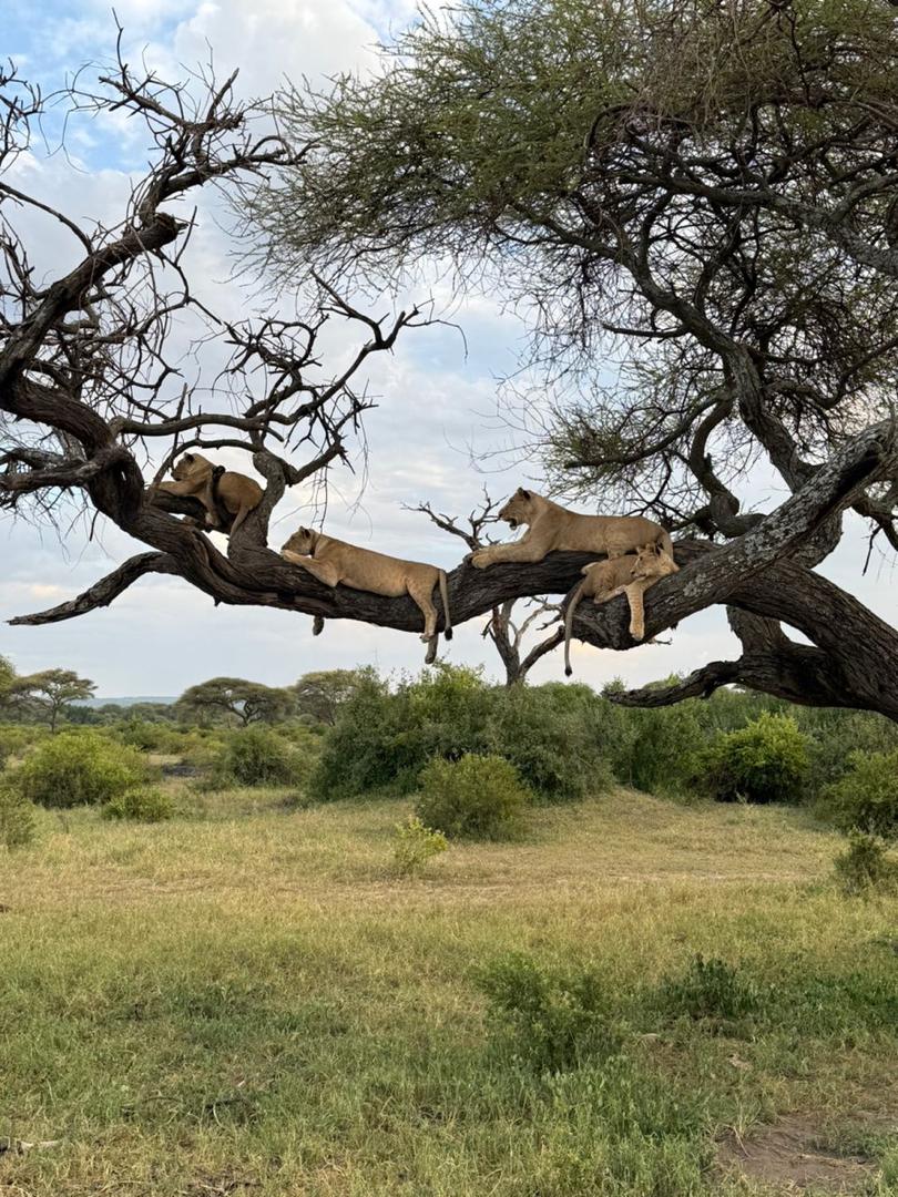 6-Day Tarangire, Serengeti, Ngorongoro Migration Safari