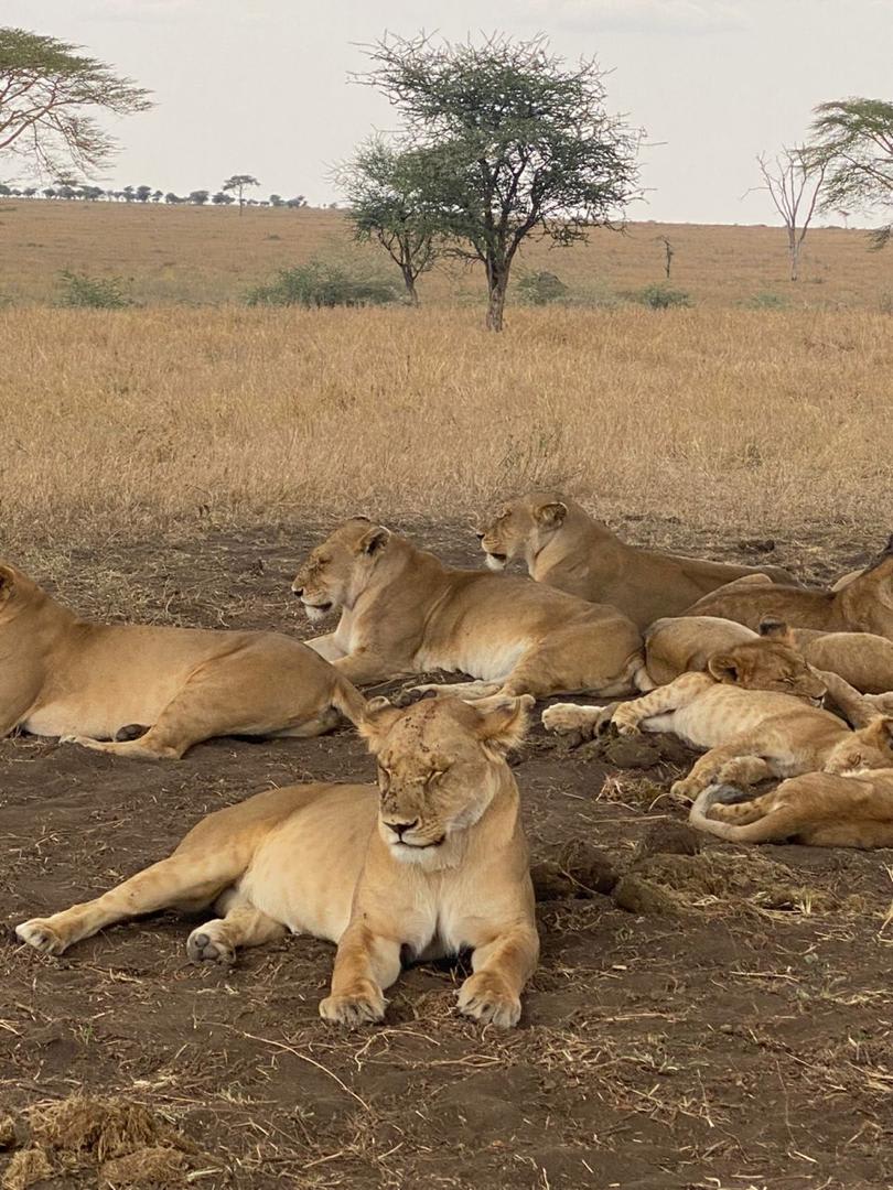 7-Day Ndutu, Central Serengeti, Ngorongoro & Tarangire