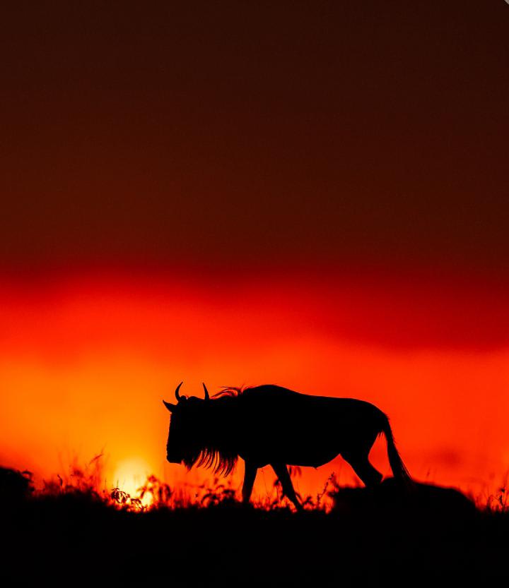 4-Day Serengeti Migration(Ndutu), Ngorongoro & Tarangire