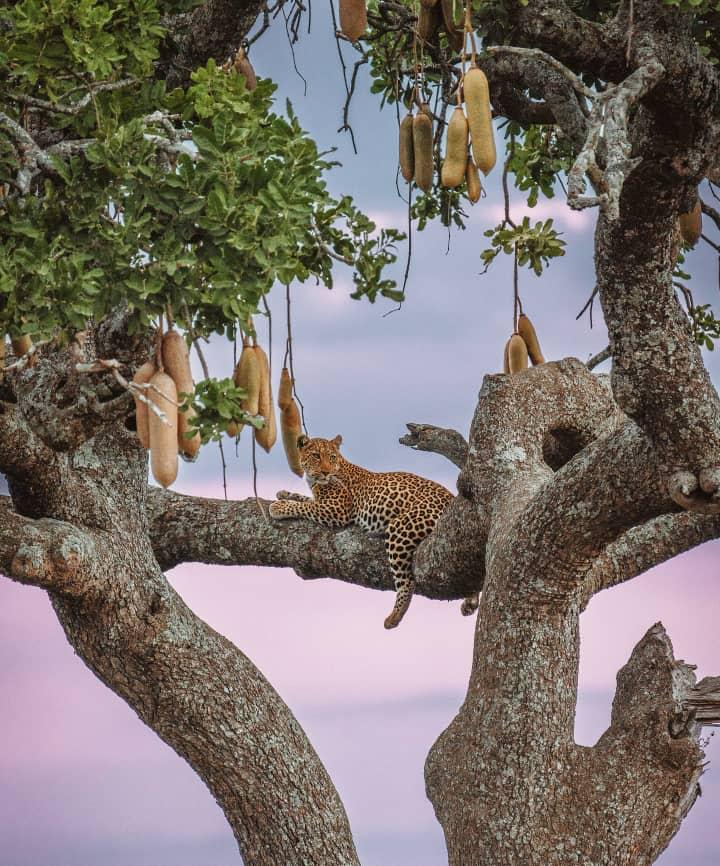 5-Day Tanzania Lodge Safari Tour