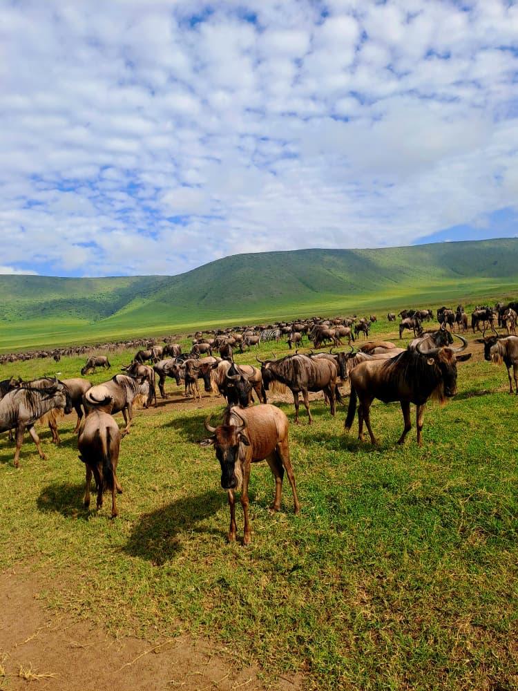 6-Day Tarangire, Serengeti Migration & Ngorongoro Luxury