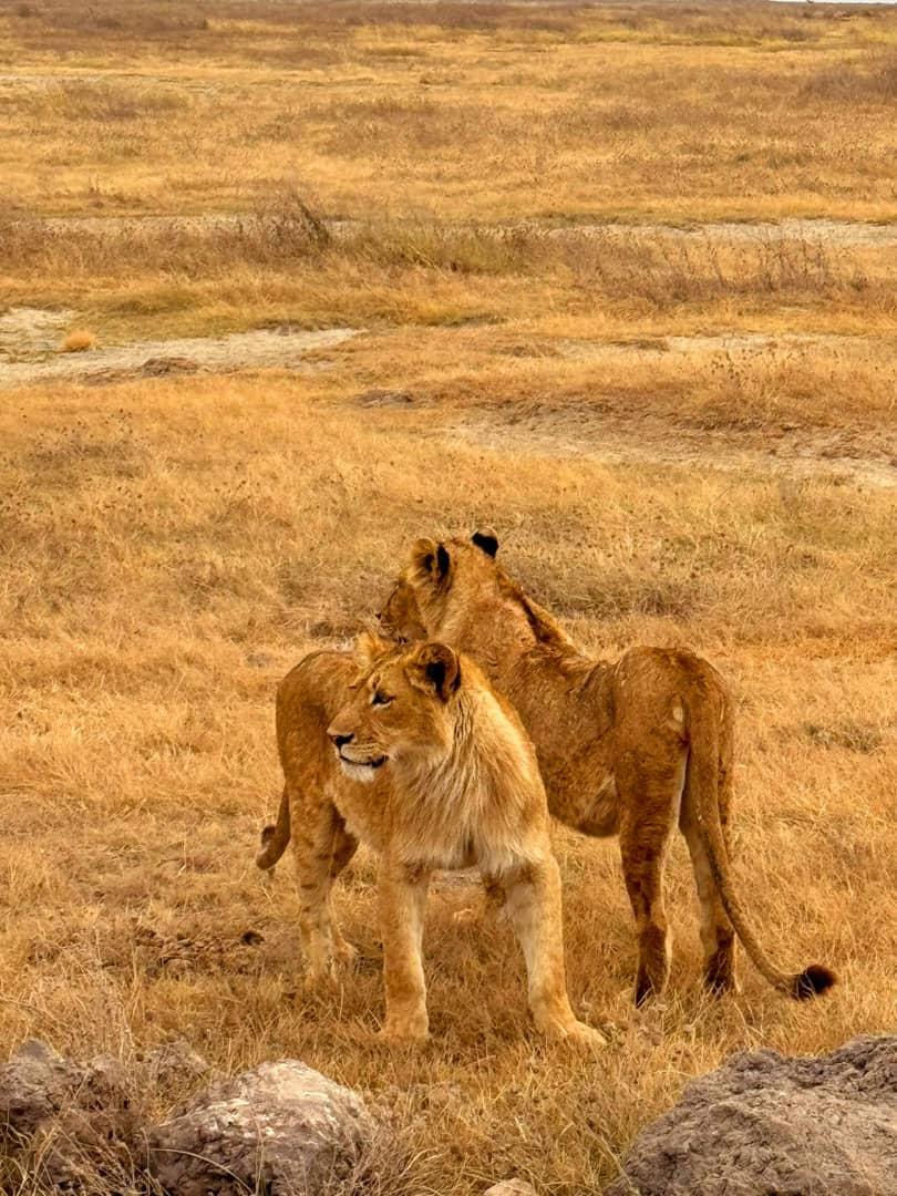4-Day Serengeti Migration(Ndutu), Ngorongoro & Tarangire