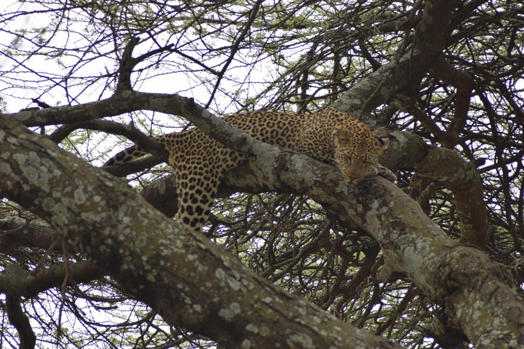 5-Day Tarangire, Serengeti, Ngorongoro, Manyara Midrange