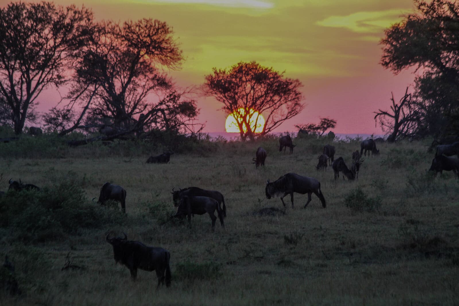 رحلة سفاري جوية لمدة 3 أيام إلى منشئ Ngorongoro ومنتزه Serengeti الوطني