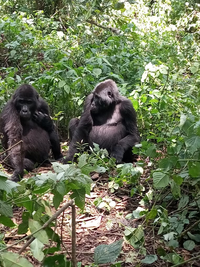 2-Day Rwanda -  Uganda Gorilla Trekking Safari