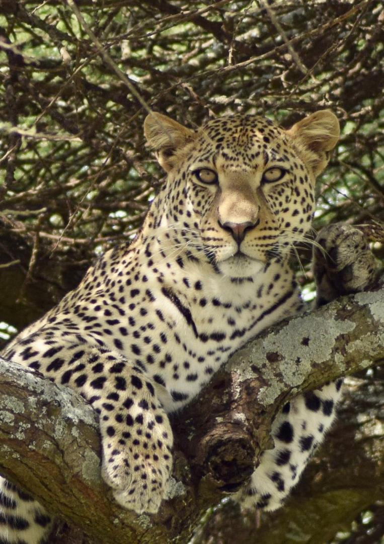 4-Day Tarangire, Serengeti & Ngorongoro Crater Private