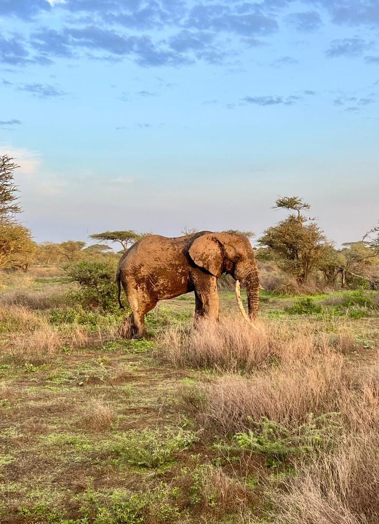 4-Day Tarangire, Serengeti & Ngorongoro Crater Wildscape