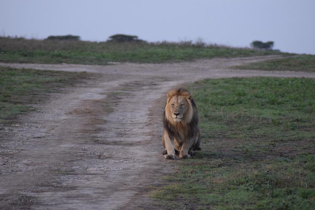 4-Day Tanzania Midrange Safari Tour-Northern Parks